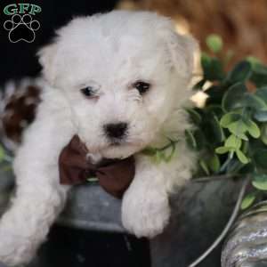 Tiny-Nicolas, Bichon Frise Puppy